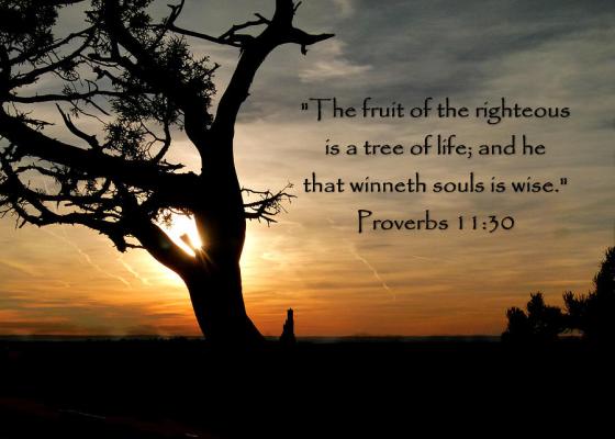 tree-of-life-of-proverbs-11-cindy-wright